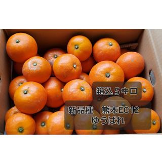 新品種　熊本EC12　ゆうばれ　箱込5キロ(フルーツ)
