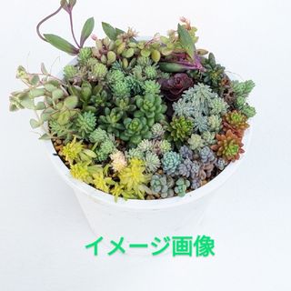 多肉植物　16種類のセダム　カット苗(その他)