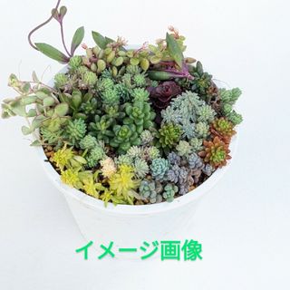 多肉植物　16種類のセダム  カット苗(その他)