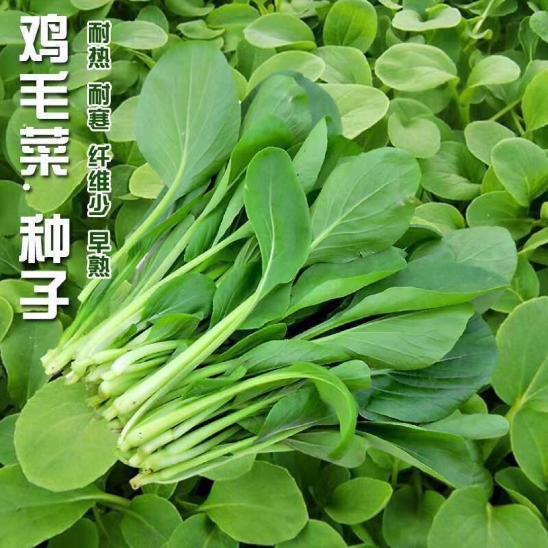 中国　鸡毛菜种子  50粒 野菜 食品/飲料/酒の食品(野菜)の商品写真