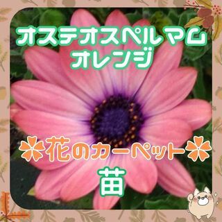 ✨オステオスペルマム苗(Y7)オレンジ✨花のカーペット(プランター)