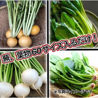 葉物、カブ野菜詰め合わせ約60サイズ入るだけ入れます送料無料　期間限定値下げ！(野菜)