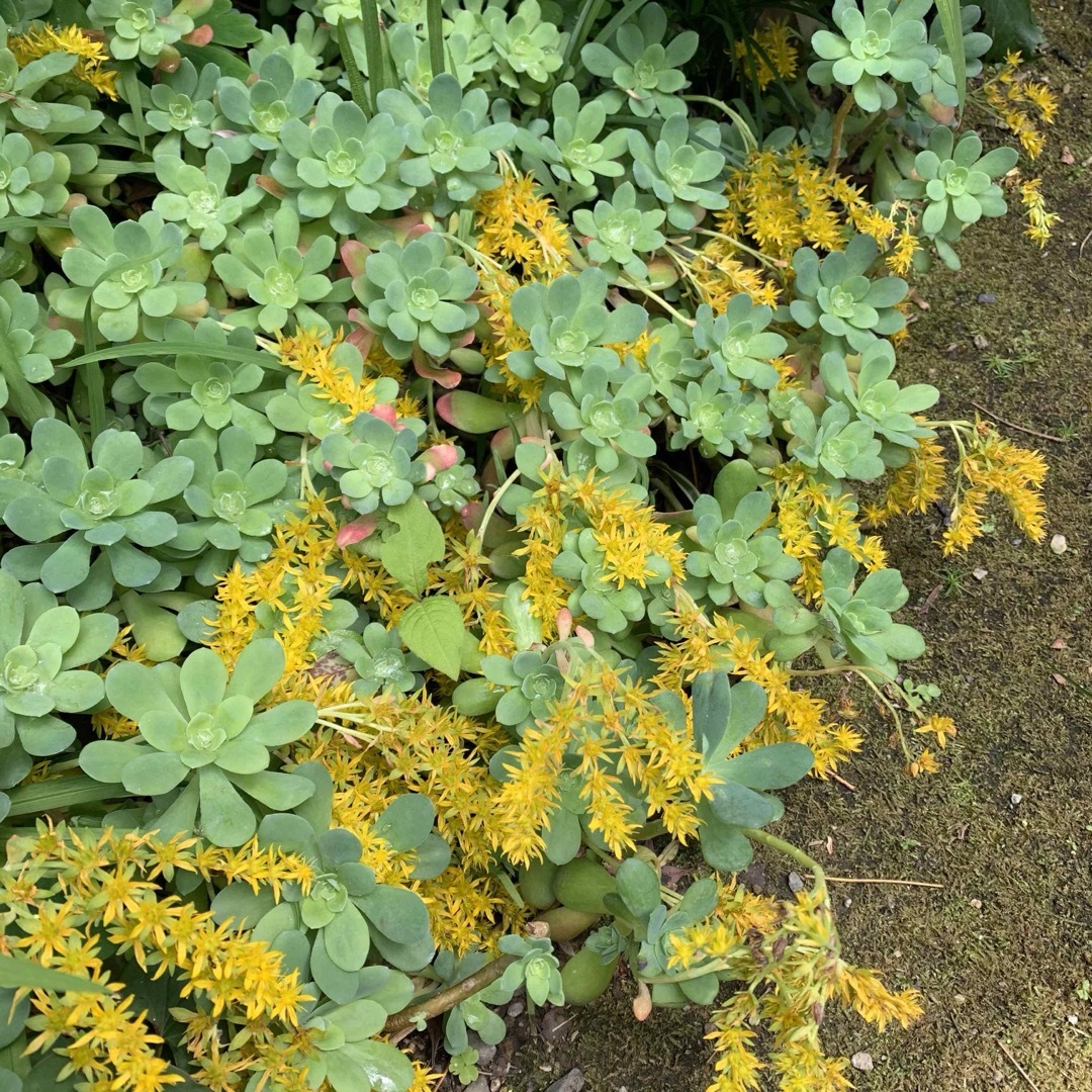 多肉植物　薄化粧　カット苗 ハンドメイドのフラワー/ガーデン(その他)の商品写真