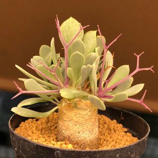 ガッチリフサフサ！　ユーフォルビオイデス　オトンナ  多肉植物　塊根植物　実生(その他)