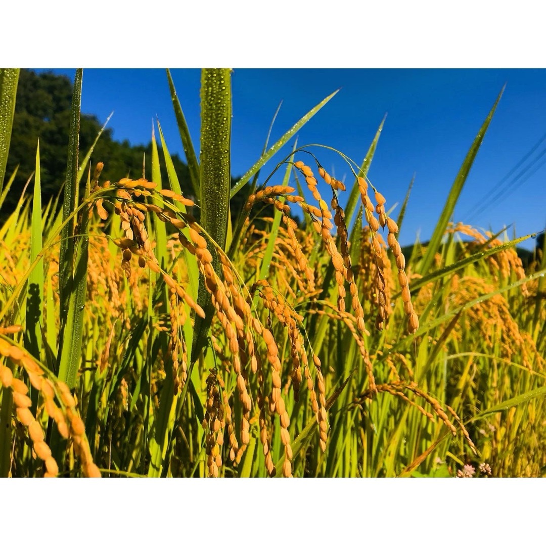 秘境米　特別栽培米　源流米　無農薬　里山のつぶ　はせ掛け天日干し化学肥料不使用  食品/飲料/酒の食品(米/穀物)の商品写真