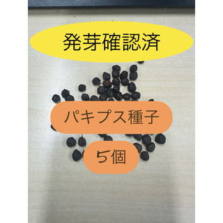 【発芽確認済】オペルクリカリア・パキプス種子　5粒　2023年12月購入(その他)