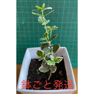 観葉植物 ツルマサキ 3号鉢 鉢ごと発送(その他)