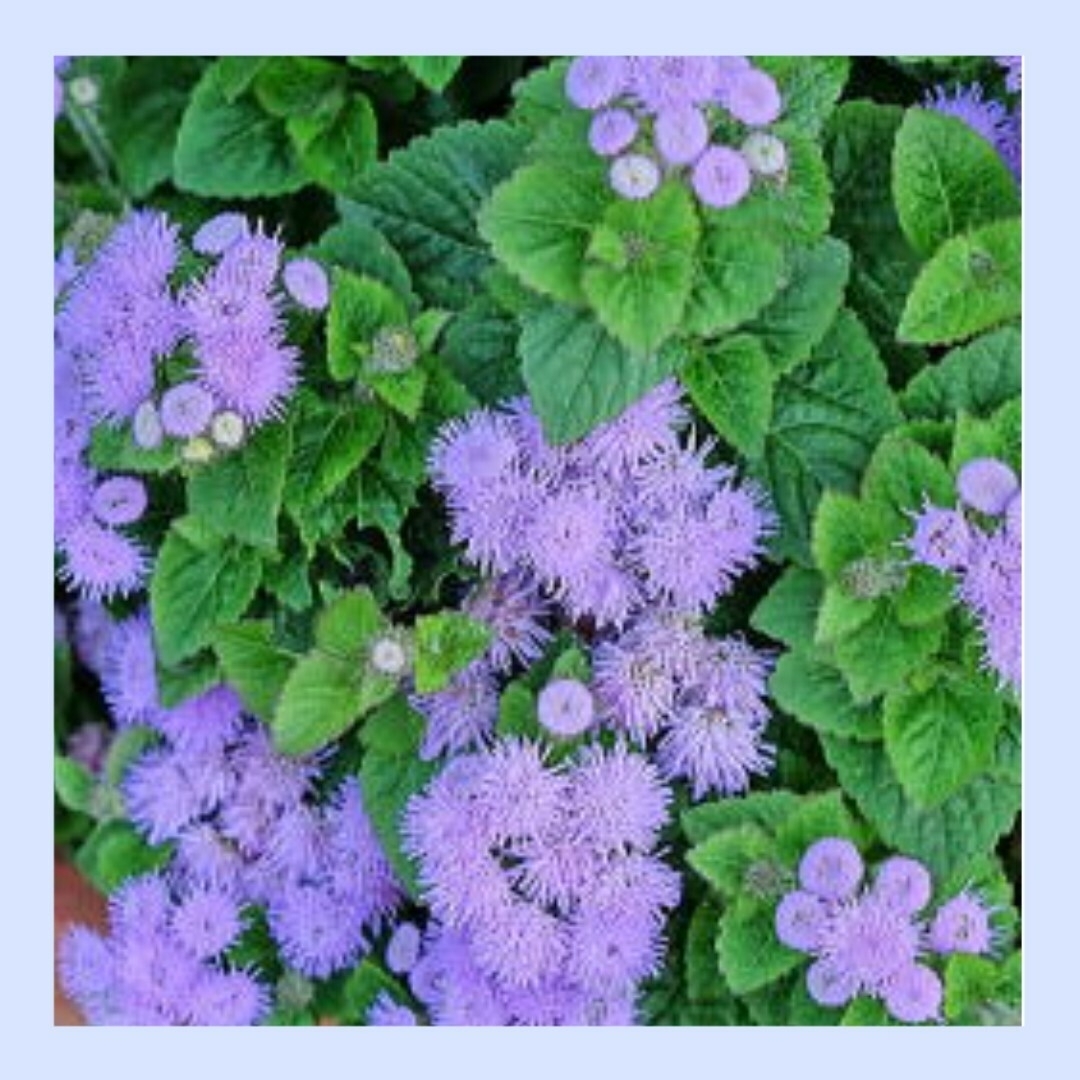 40粒　モフモフ咲く花期の長い夏の花✦アゲラタムブルーミンク✦花の種 ハンドメイドのフラワー/ガーデン(その他)の商品写真