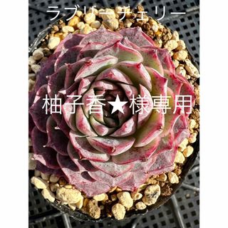 多肉植物　韓国苗　ラブリーチェリー、他３品種(その他)