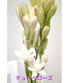 🌼④チューベローズ 一重 八重 不明 球根(その他)