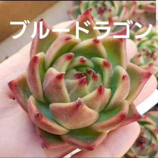 多肉植物 カット苗 1つ ♡ブルードラゴン♡(その他)