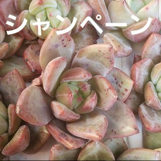 多肉植物 カット苗 1つ  ♡シャンペーン♡(その他)