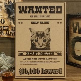 〖ウッドバーニング〗WANTED ハート泥棒 舌をだす猫 / 20x30cm(インテリア雑貨)