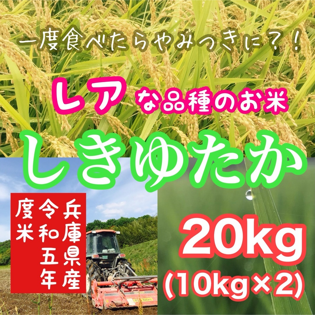 リピ買い 農家のレア品種米 令和5年 兵庫県産シキユタカ 20kg(10kg×2