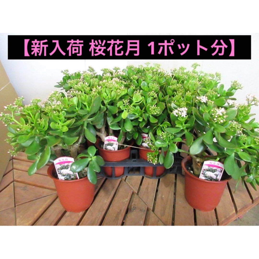 【新入荷 桜花月 1ポット分】 インテリア/住まい/日用品のインテリア/住まい/日用品 その他(その他)の商品写真