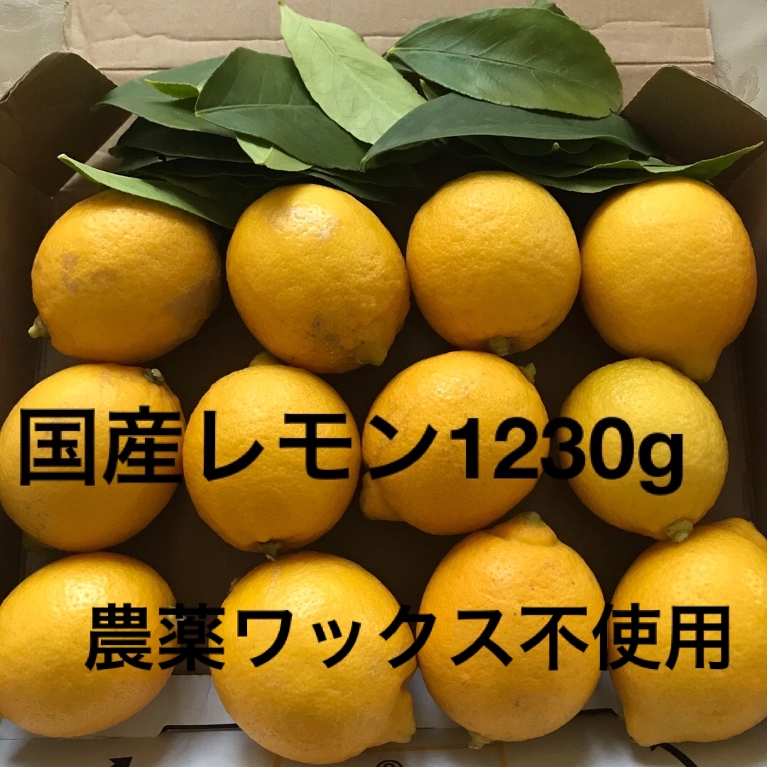 農薬不使用 国産レモン　レモン葉　約1.2kg 収穫したて 食品/飲料/酒の食品(フルーツ)の商品写真