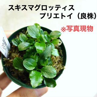 ◆スキスマグロッティス・プリエトイ #クリプトさかな屋　水草セット(アクアリウム)