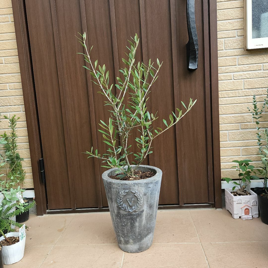 ハンドメイドスタイリッシュプランツ§　オリーブの木　エルグレコ　コンクリート鉢植え　苗