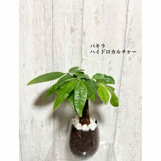 パキラ　観葉植物　ハイドロカルチャー(ドライフラワー)