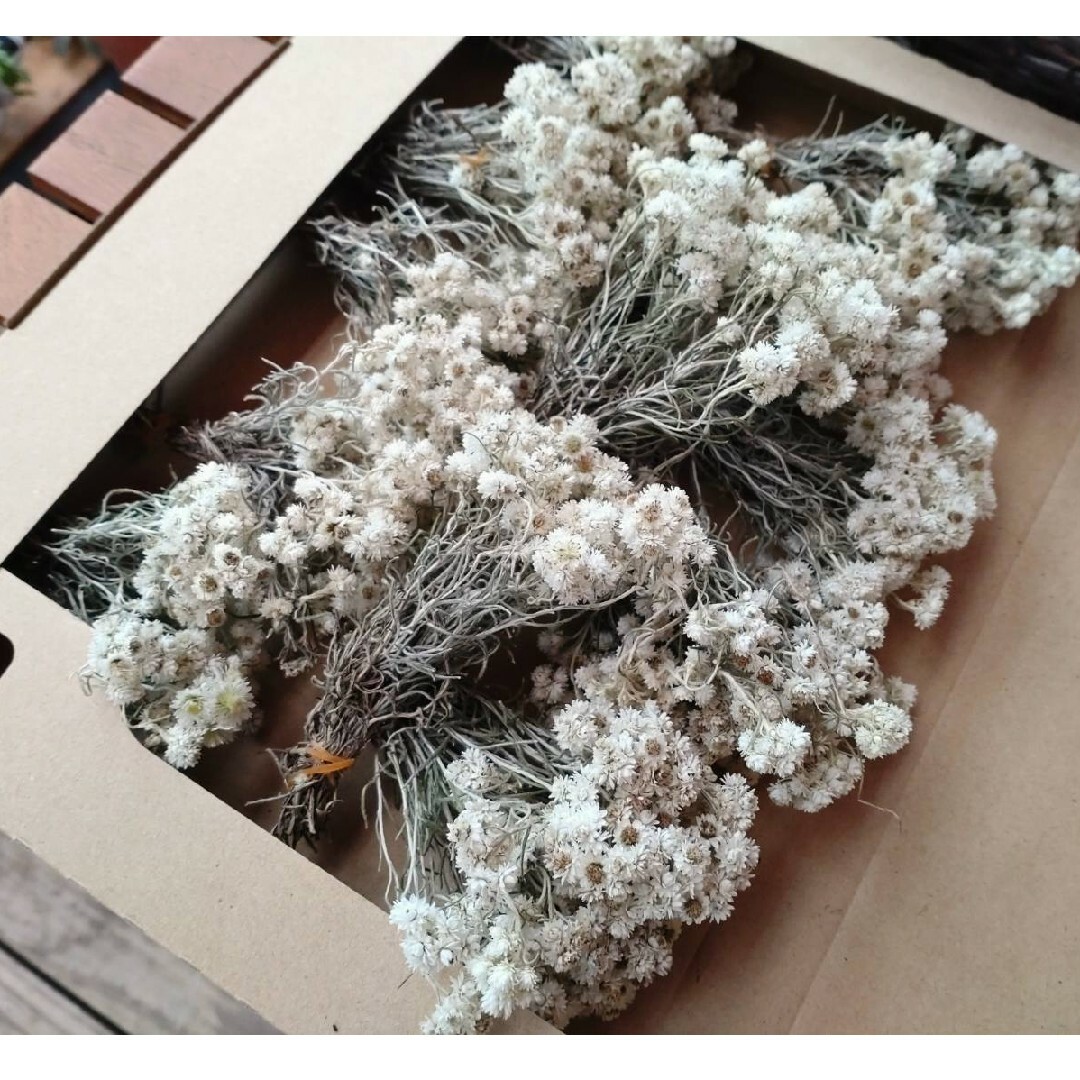 カワラハハコ　短め　ヘッド部分お花多め　ネコポスいっぱい　8束以上 ハンドメイドのフラワー/ガーデン(ドライフラワー)の商品写真
