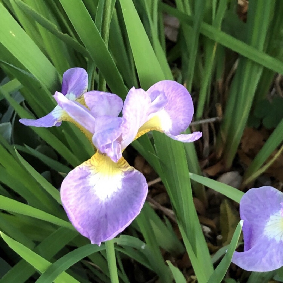 【増量・限定1セット】花の種 アヤメ 4色 種子 ハンドメイドのフラワー/ガーデン(その他)の商品写真