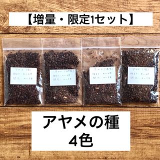 【増量・限定1セット】花の種 アヤメ 4色 種子(その他)