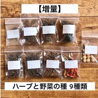 【増量】花の種 ハーブ 9種類 ベルガモット フェンネル エキナセア(その他)