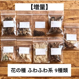 【増量】花の種 ふわふわ系含 9種類 オルレア コットンフラワー ラグラス(その他)