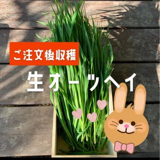 兵庫県産 無農薬 生オーツヘイ 箱込み300グラム(ペットフード)