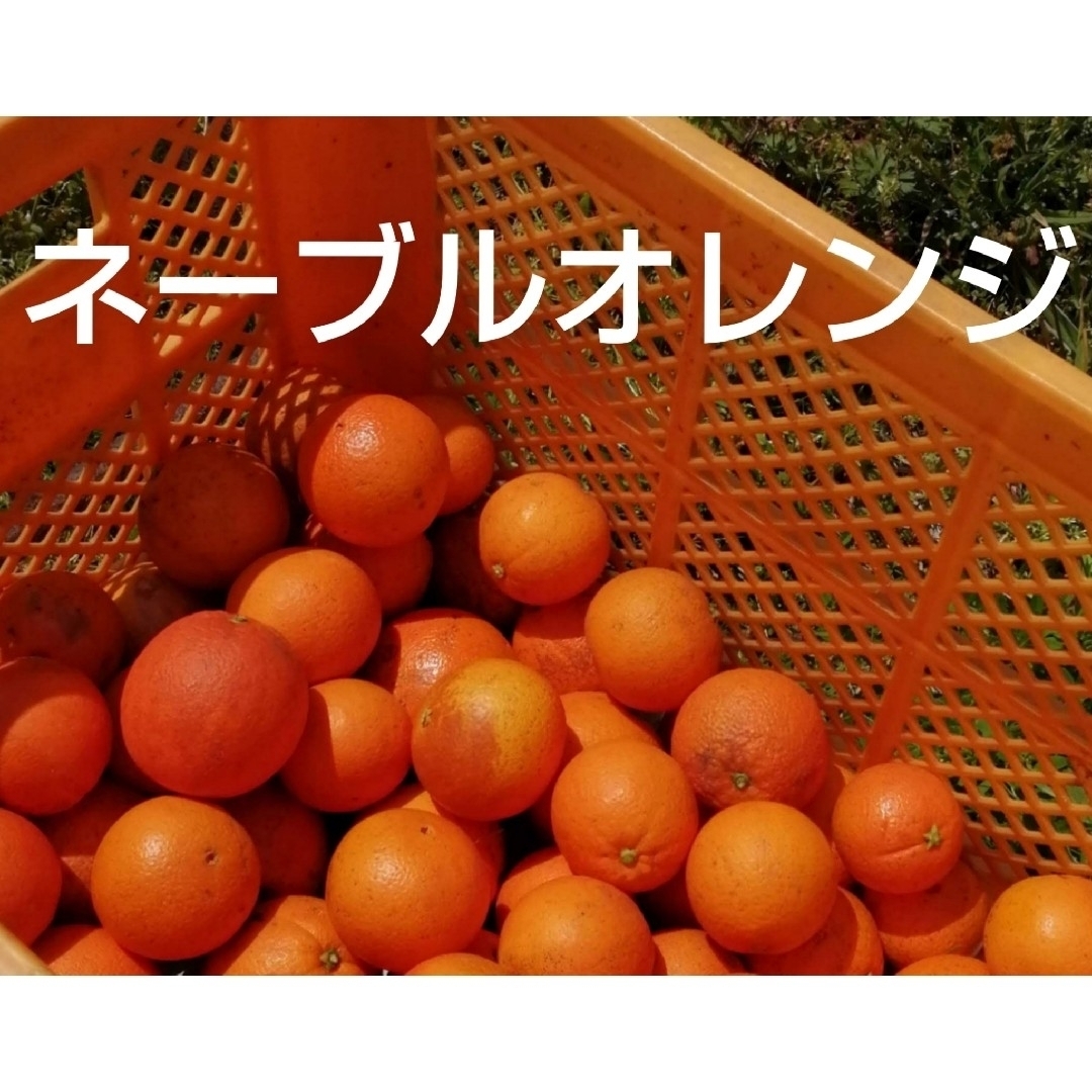 ネーブルオレンジ　約１０kg 食品/飲料/酒の食品(フルーツ)の商品写真