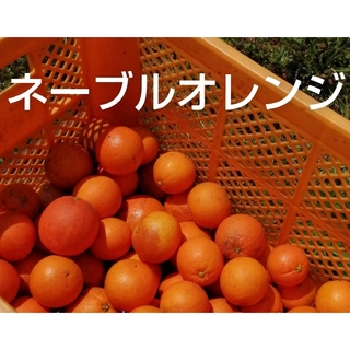 ネーブルオレンジ　約１０kg(フルーツ)