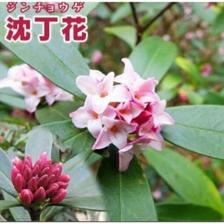 kafe様　沈丁花　挿し穂1本(その他)