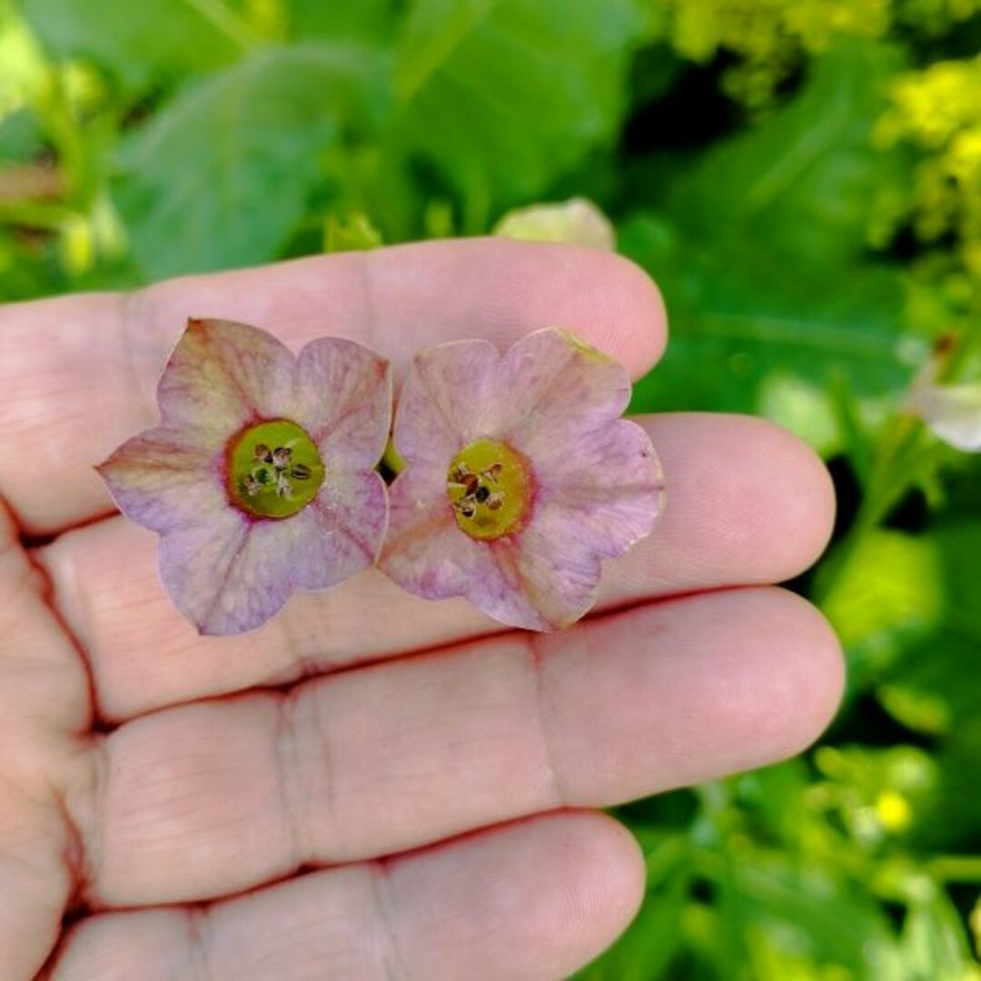春まき花の種　ニコチアナ　アンティークな花色（混合）　50粒　一年草 ハンドメイドのフラワー/ガーデン(その他)の商品写真