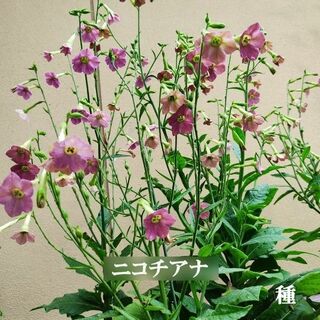 春まき花の種　ニコチアナ　アンティークな花色（混合）　50粒　一年草(その他)