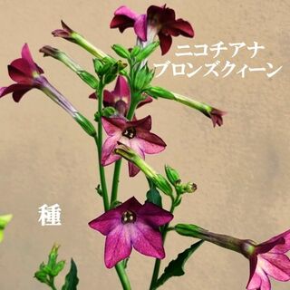 春まき花の種　ニコチアナ・ブロンズクィーン（チョコレート色）　50粒　一年草(その他)