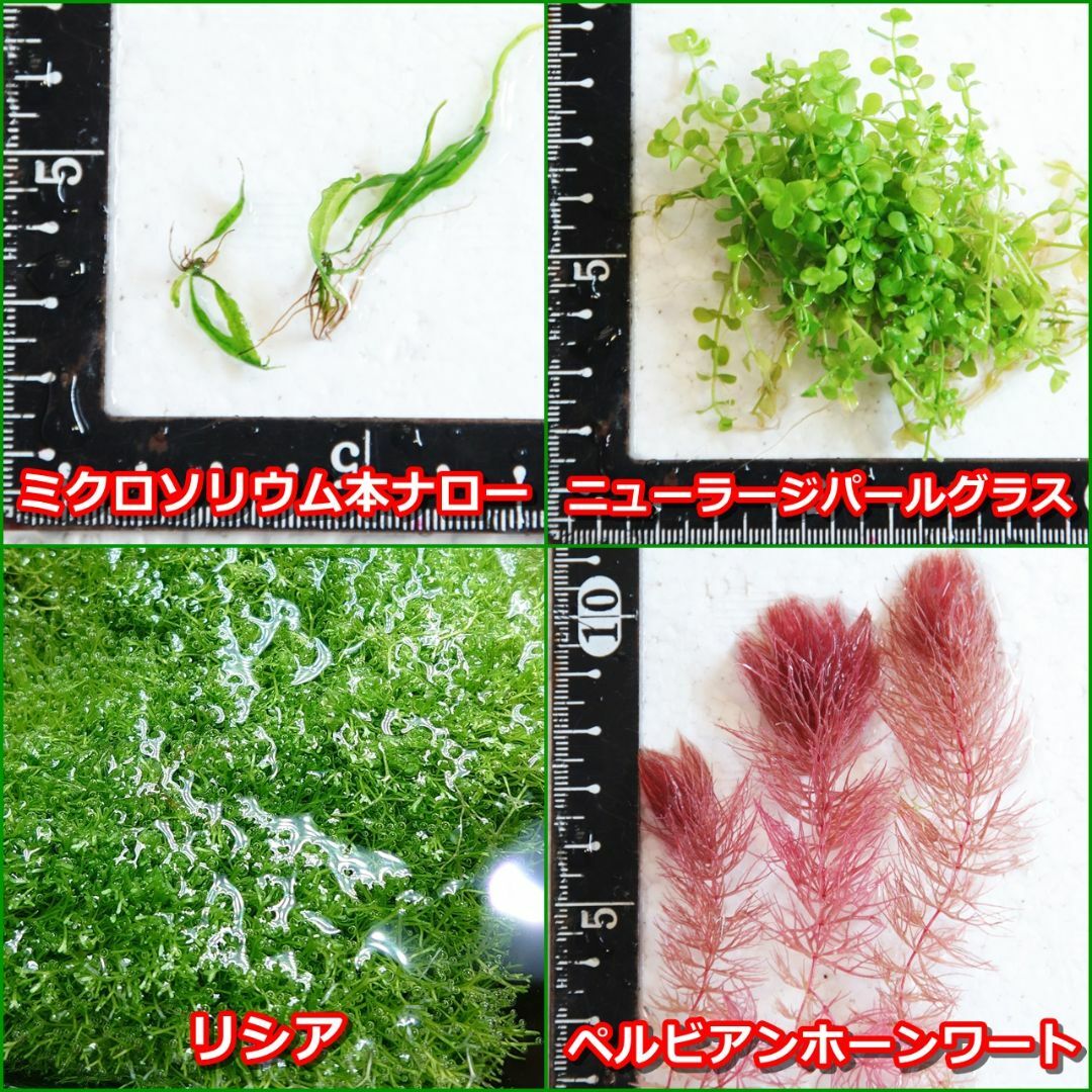 水草セット12種 「水中葉10種+水上葉2種」 無農薬 その他のペット用品(アクアリウム)の商品写真