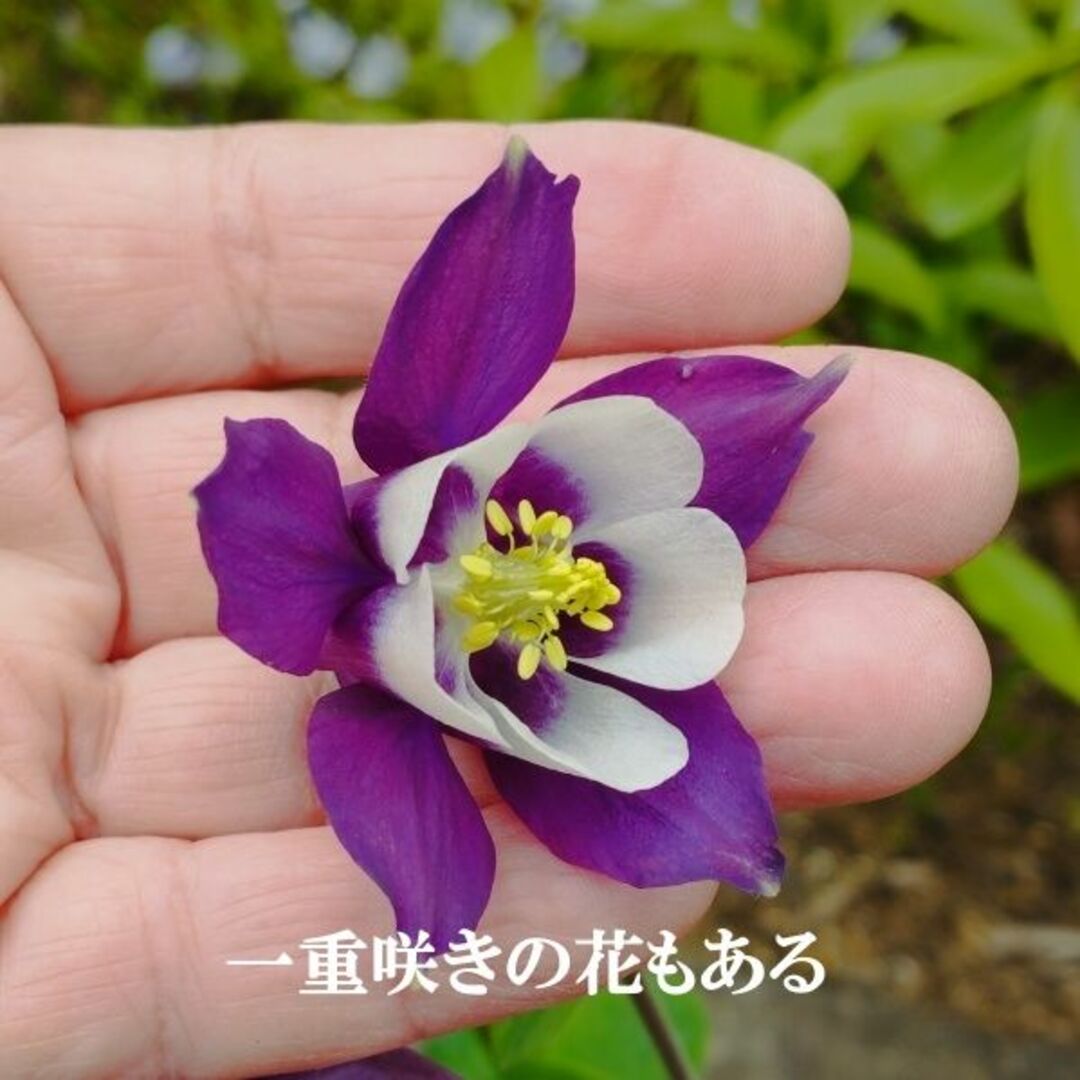 春まき花の種　西洋オダマキ・紫と白　（一重咲きと八重咲の混合）多年草／宿根草 ハンドメイドのフラワー/ガーデン(その他)の商品写真