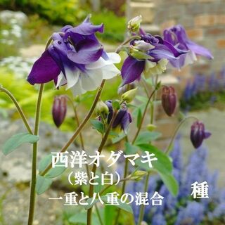 春まき花の種　西洋オダマキ・紫と白　（一重咲きと八重咲の混合）多年草／宿根草(その他)