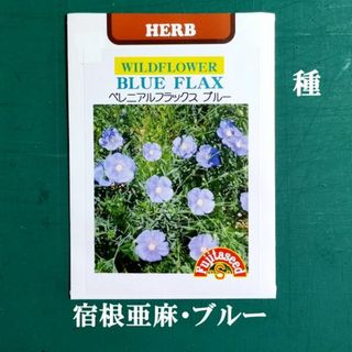 春まき花の種　宿根亜麻（ペレニアルフラックス ブルー）30粒　宿根草／一年草扱い(その他)