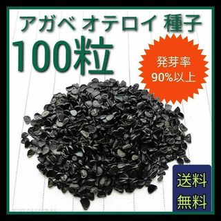 【即購入可】人気品種　アガベ　オテロイの種子　100粒(その他)