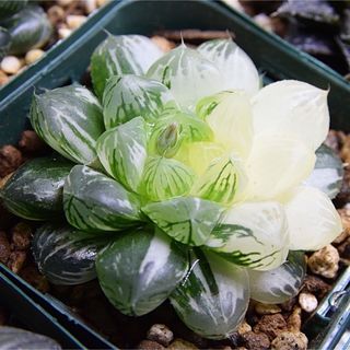 ☆☆専用☆☆ハオルチア オブツーサ錦、種子10粒(その他)