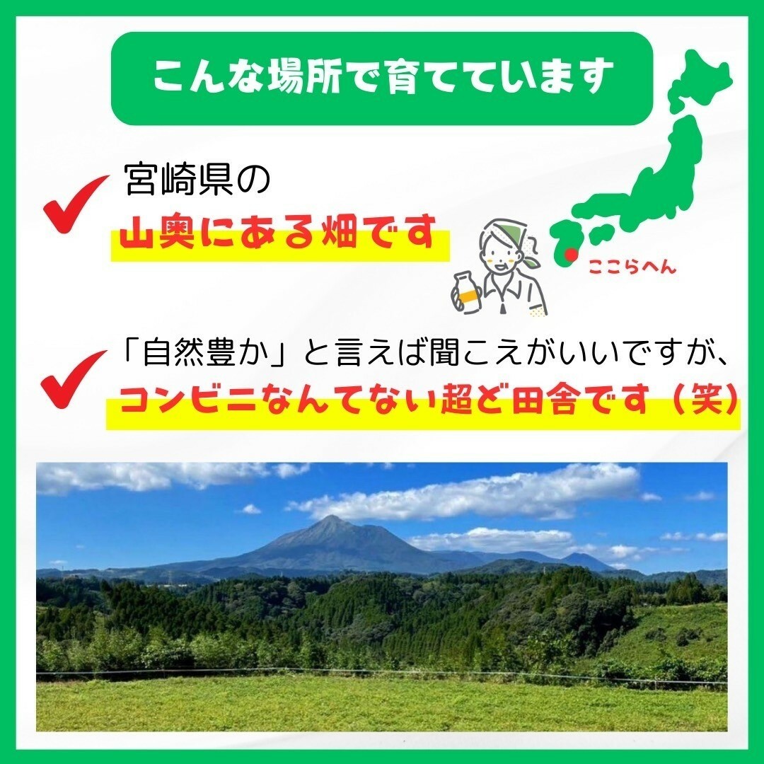 さつまいも安納芋５kg 食品/飲料/酒の食品(野菜)の商品写真