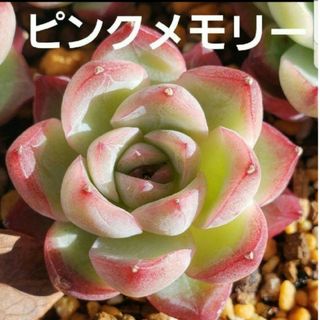 KOS's様専用　多肉植物　カット苗(その他)