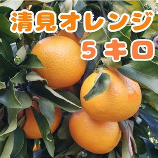 清見オレンジ 5㌔(フルーツ)