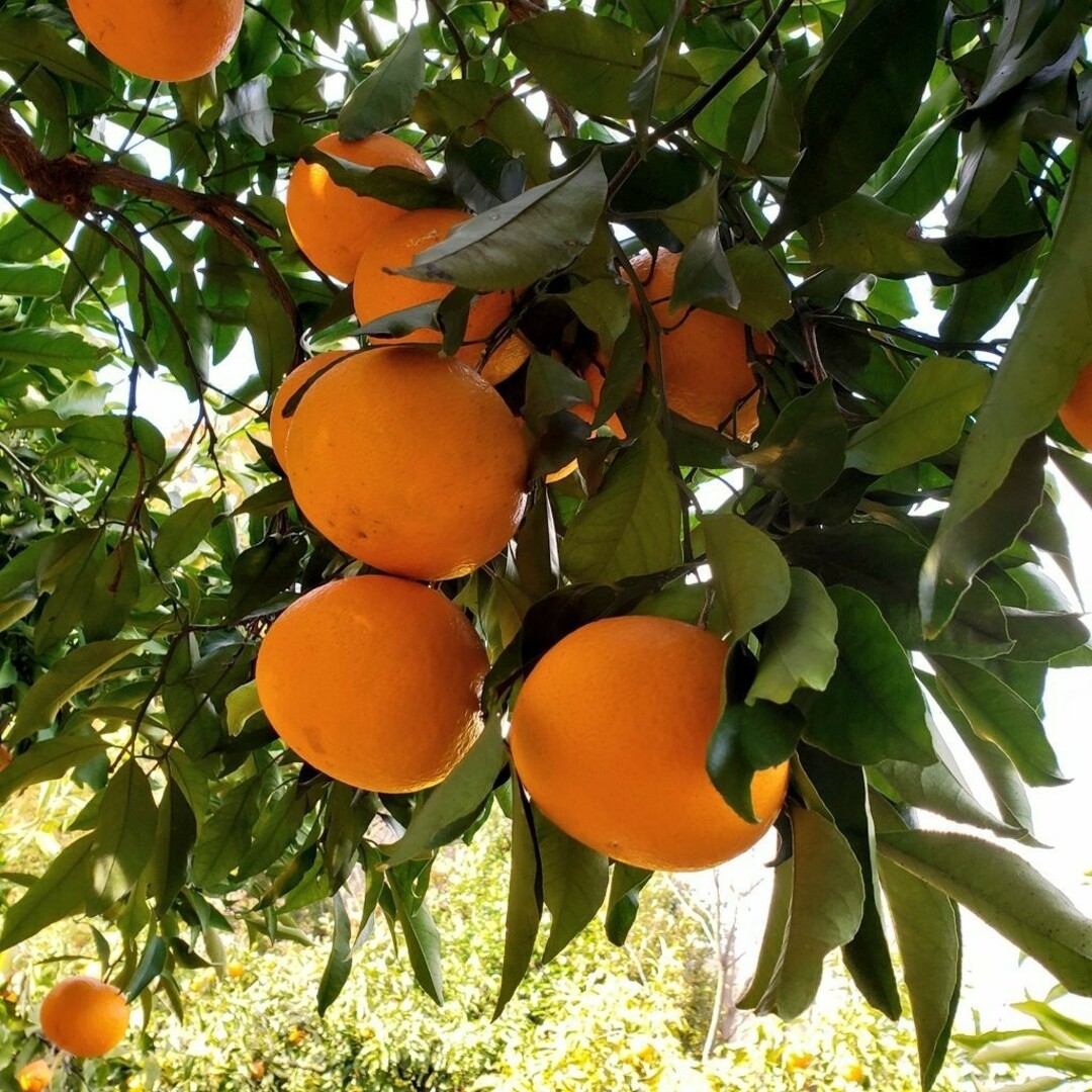 清見オレンジ 2㌔ 食品/飲料/酒の食品(フルーツ)の商品写真