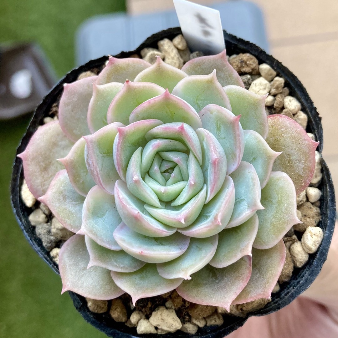 オウンスロー エケベリア 多肉植物 抜き苗 - インテリア小物 オウンスロー エケベリア 多肉植物 抜き苗 - インテリア小物