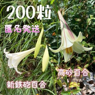 鉄砲百合•タカサゴユリ•シンテッポウユリ 300粒　ミックス(その他)