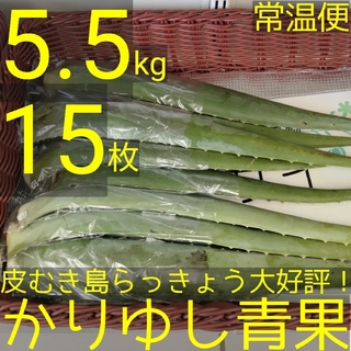 沖縄県産アロエベラ　5.5kg以上（15枚以上）【常温便無料】①(野菜)