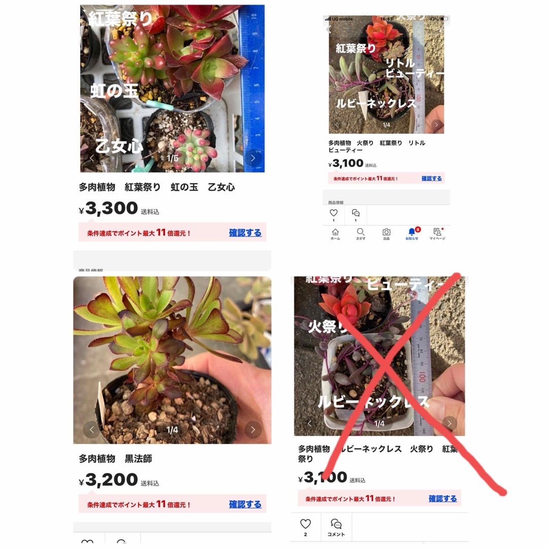 Angel様専用　多肉植物　黒法師他 ハンドメイドのフラワー/ガーデン(その他)の商品写真