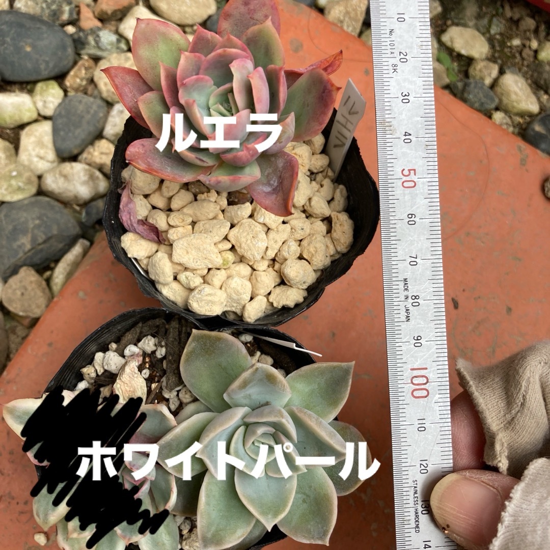 多肉植物　ルエラ　ホワイトパール ハンドメイドのフラワー/ガーデン(その他)の商品写真